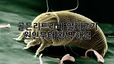 🐶골든리트리버 알레르기? 🤧 원인부터 완벽 해결!